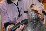 CANICHE - TOILETTAGE 020